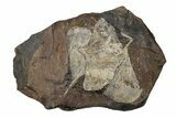 Three Paleocene Fossil Ginkgo Leaves - North Dakota #270191-1